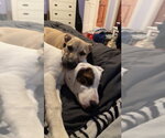 Small #15 Black Mouth Cur-Labrador Retriever Mix