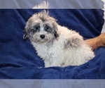 Small #14 ShihPoo