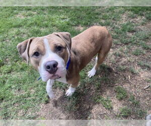 American Bulldog-Unknown Mix Dogs for adoption in Plano, TX, USA
