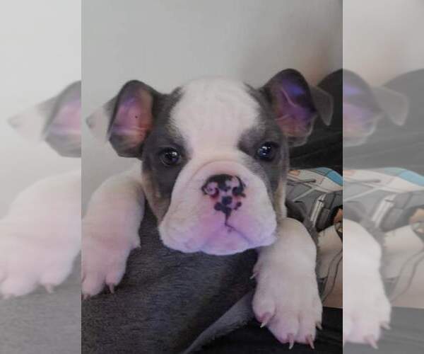 Medium Photo #4 English Bulldog Puppy For Sale in NORFOLK, VA, USA