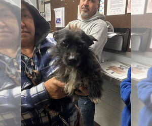 Mutt Dogs for adoption in Stockton, CA, USA