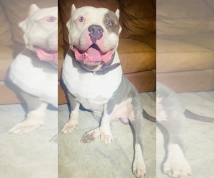 Father of the American Bully puppies born on 11/14/2023