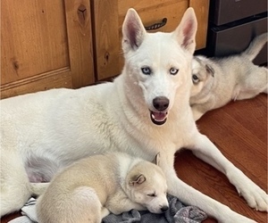 Mother of the Siberian Husky puppies born on 01/24/2022