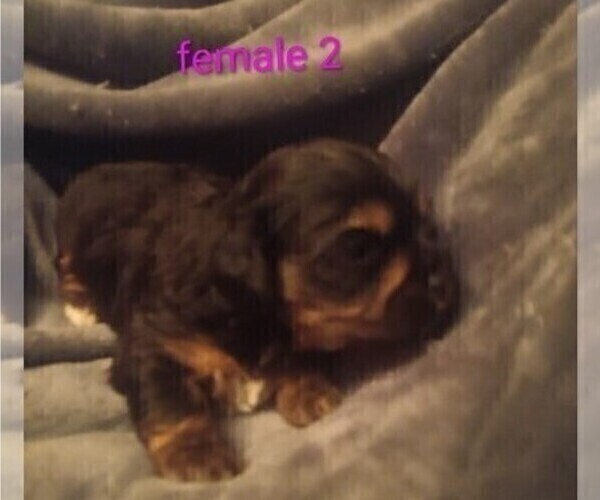 Medium Photo #7 Cock-A-Tzu Puppy For Sale in WOBURN, MA, USA