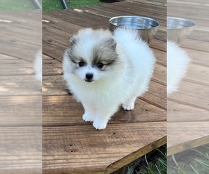 Pomeranian Puppy for sale in LISLE, IL, USA