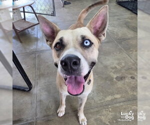Amari - Female Siberian Husky-Unknown Mix Dog for Adoption - Photo #6