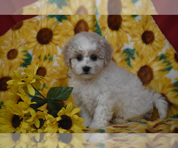 Medium Photo #2 Bichpoo Puppy For Sale in ELDORADO, OH, USA