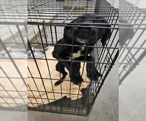 Labrador Retriever-Unknown Mix Dogs for adoption in Texas City, TX, USA