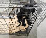 Small Labrador Retriever Mix