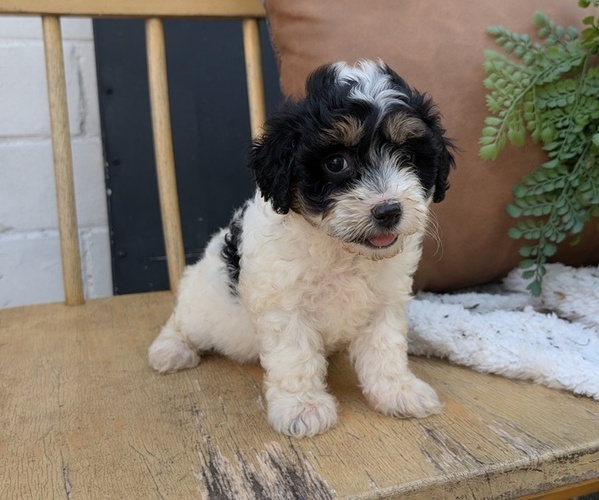 Medium Photo #52 Poovanese Puppy For Sale in GOSHEN, IN, USA