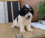 Small #8 Poovanese