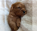 Small Photo #20 Cavapoo (Miniature) Puppy For Sale in SAINT FRANCIS, MN, USA