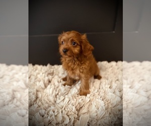 Cavapoo Puppy for sale in CROSSVILLE, TN, USA