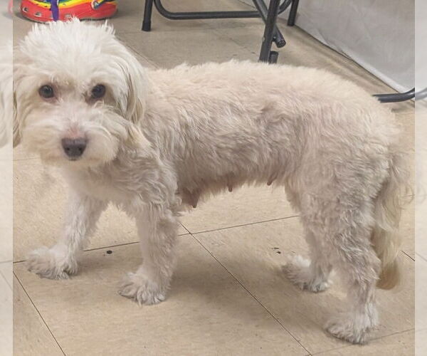 Medium Photo #1 Maltese-Unknown Mix Puppy For Sale in San Bernardino, CA, USA