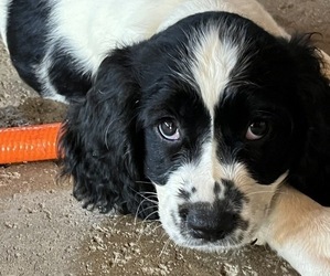 English Springer Spaniel Puppy for sale in BROOKFIELD, OH, USA