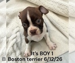 Small Boston Terrier