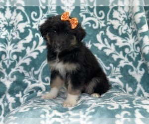 Australian Shepherd Puppy for sale in LAKELAND, FL, USA