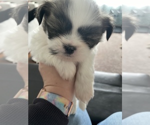 Shih Tzu Puppy for sale in GRANTS LICK, KY, USA