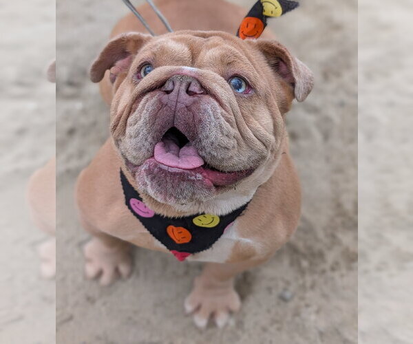 Medium Photo #1 Bulldog Puppy For Sale in Hillsboro, NH, USA