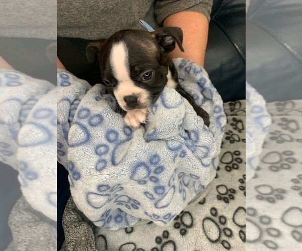 Medium Photo #6 Faux Frenchbo Bulldog Puppy For Sale in FT MYERS, FL, USA