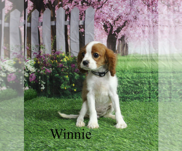 Medium Photo #24 Cavalier King Charles Spaniel Puppy For Sale in CHANUTE, KS, USA
