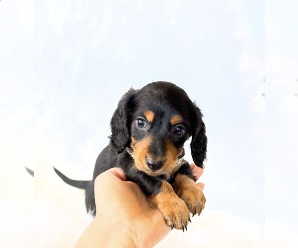 Medium Photo #6 Dachshund Puppy For Sale in DAVIS, CA, USA