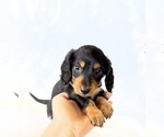 Small #5 Dachshund