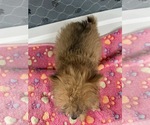 Small #1 Chihuahua