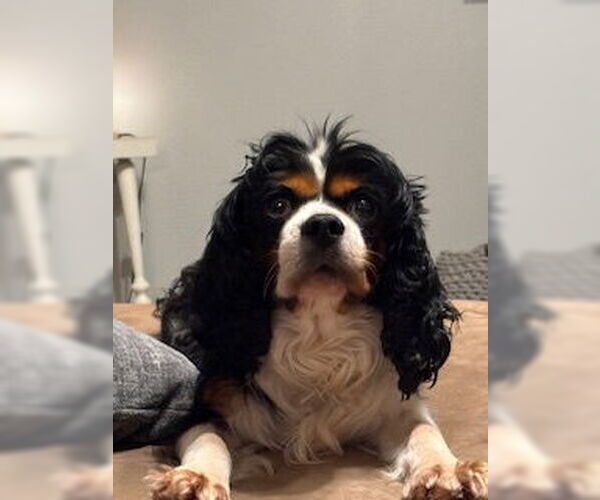 Medium Photo #2 Cavalier King Charles Spaniel-Unknown Mix Puppy For Sale in Brooklyn Center, MN, USA