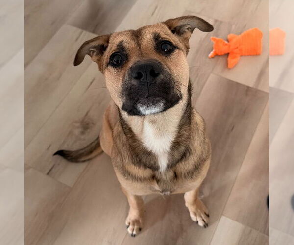 Medium Photo #2 Mutt Puppy For Sale in Canton, CT, USA