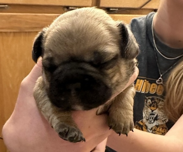 Medium Photo #1 French Bulldog Puppy For Sale in HIGBEE, MO, USA