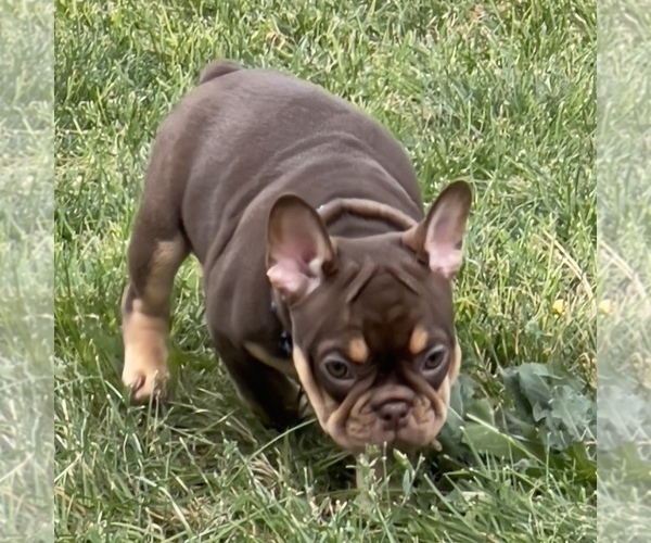 Medium Photo #24 French Bulldog Puppy For Sale in BRIGHTON, CO, USA