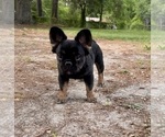 Puppy Puppy 3 French Bulldog