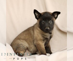 Belgian Malinois Puppy for sale in RONKS, PA, USA