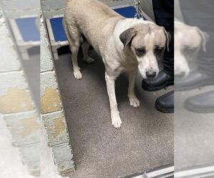 Anatolian Shepherd-Unknown Mix Dogs for adoption in Stockton, CA, USA