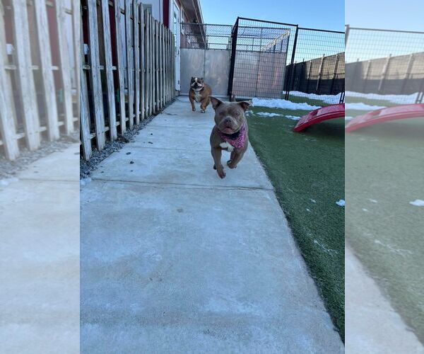 Medium Photo #3 American Pit Bull Terrier-Unknown Mix Puppy For Sale in Sykesville, MD, USA