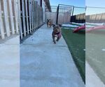 Small #2 American Pit Bull Terrier Mix