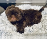 Small Photo #2 Shih Tzu Puppy For Sale in MESA, AZ, USA