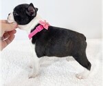 Small Photo #3 Boston Terrier Puppy For Sale in TRUSSVILLE, AL, USA