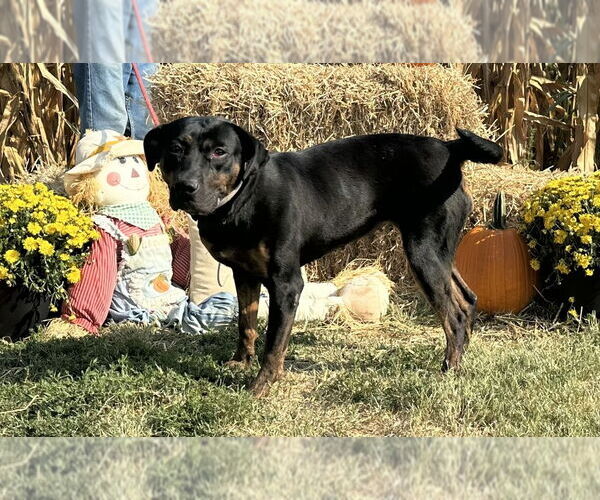 Medium Photo #10 Mastador Puppy For Sale in Evansville, IN, USA