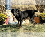 Small #9 Mastador
