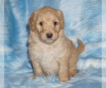 Small Labradoodle