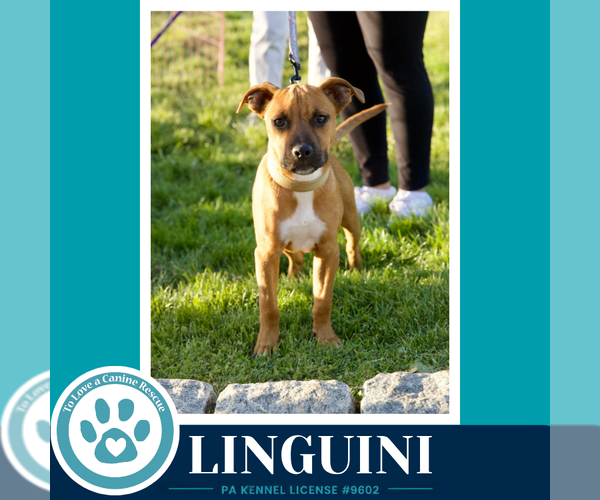 Medium Photo #7 Boxer-Unknown Mix Puppy For Sale in Kimberton, PA, USA