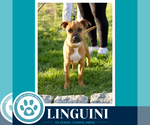 Small #6 Boxer Mix