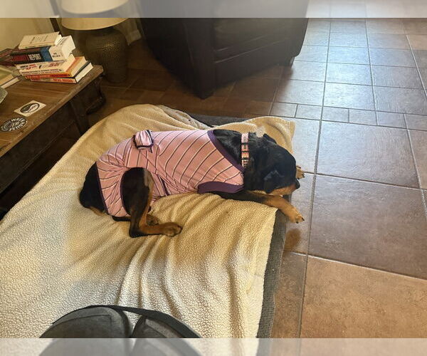 Medium Photo #3 Rottweiler Puppy For Sale in Gilbert, AZ, USA