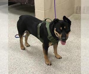 Rottweiler Dogs for adoption in Conroe, TX, USA