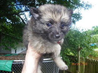 Keeshond Puppy for sale in SUPPLY, NC, USA
