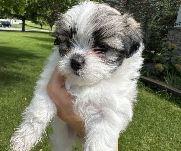 Medium Photo #8 Mal-Shi Puppy For Sale in ROGERS, MN, USA