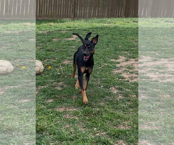 Medium Photo #10 Doberman Pinscher-Unknown Mix Puppy For Sale in Minneaoplis, MN, USA