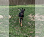 Small #9 Doberman Pinscher Mix